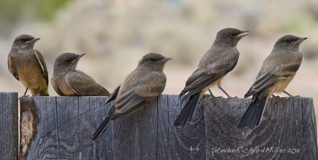 A brood of Say's Phoebes
