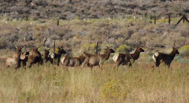 A herd of Tule elk, at a great distance, south of Big Pine