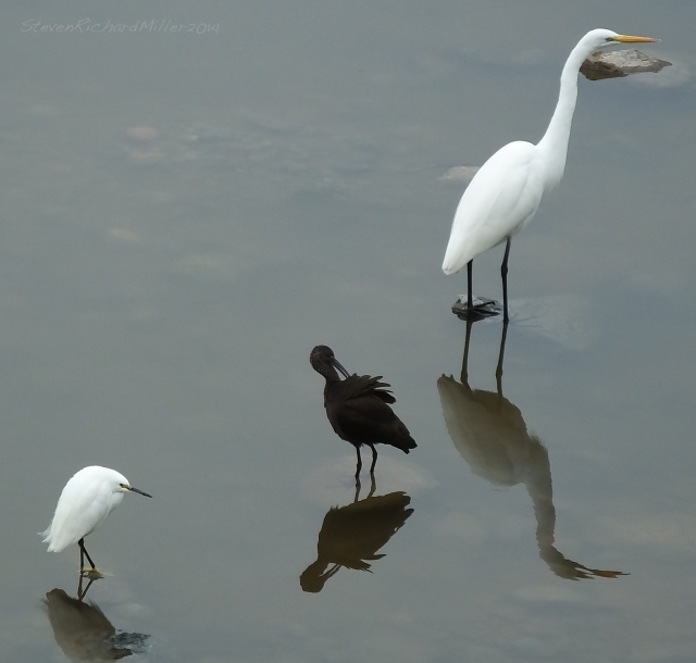 Snowy egret, White-faced ibis and Great egret