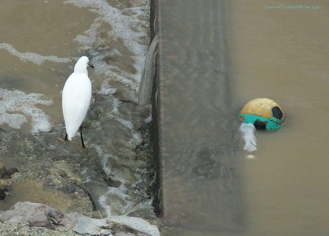 Snowy egret and soccer ball