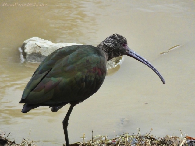 White-faced ibis