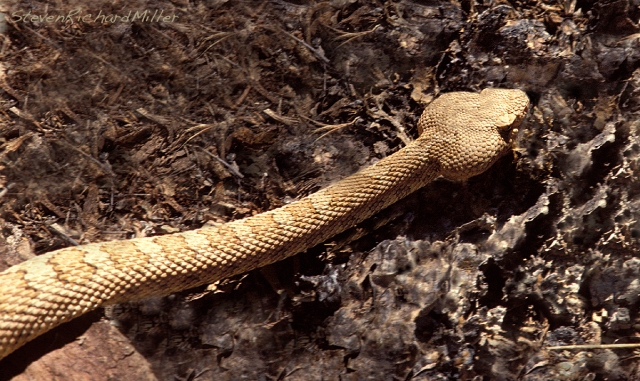 A rattlesnake shows the characteristic arrowhead- shaped pit viper head.