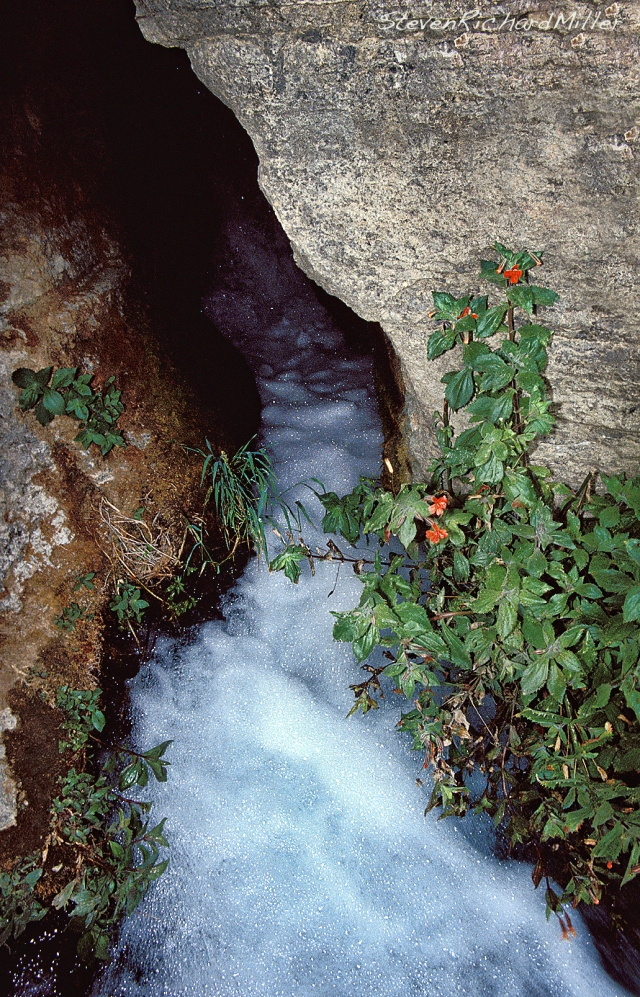 Thunder River cave mouth, with red monkeyflowers
