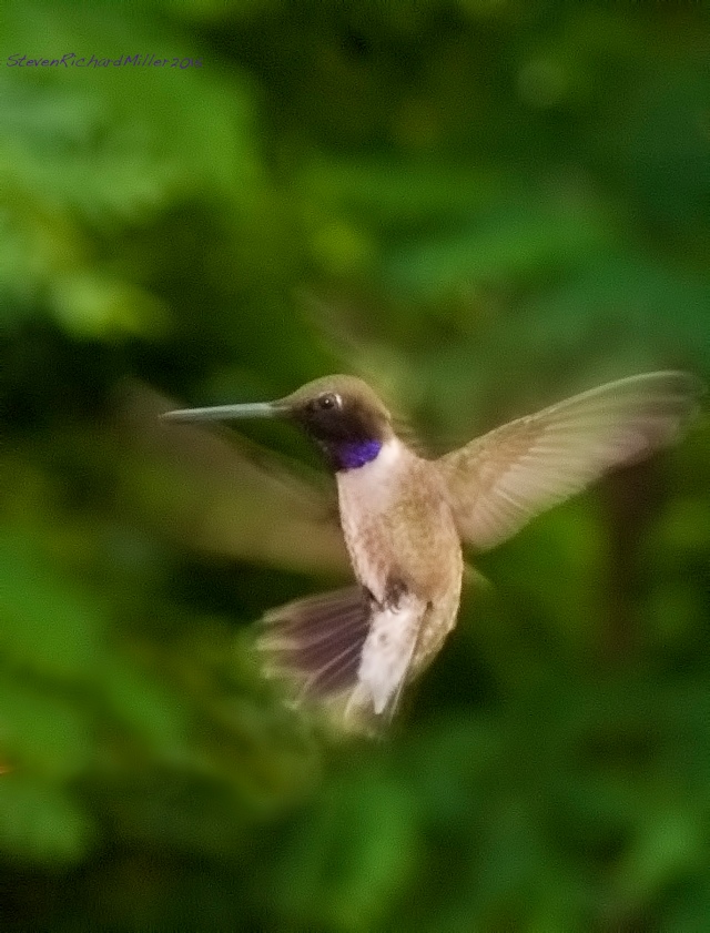 Male Black-chinned hummingbird