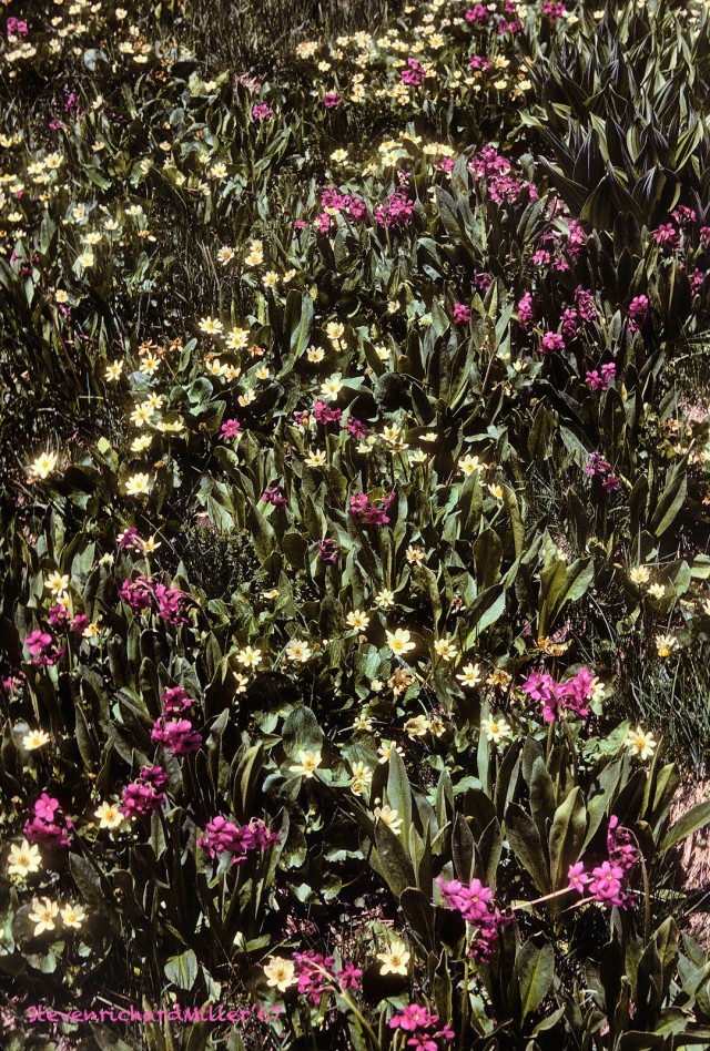 Parry primrose and Marsh marigold, 1967
