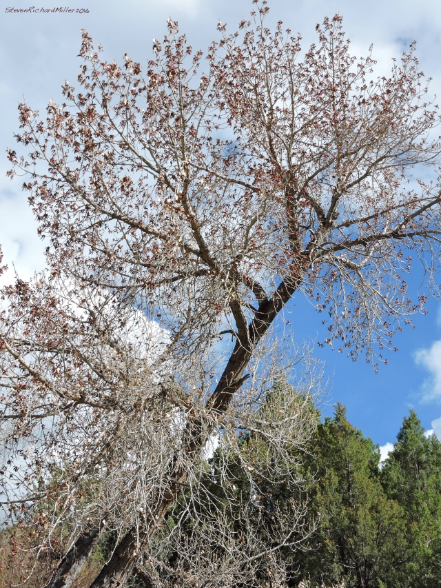 Cottonwood tree, with catkins, next to the spring