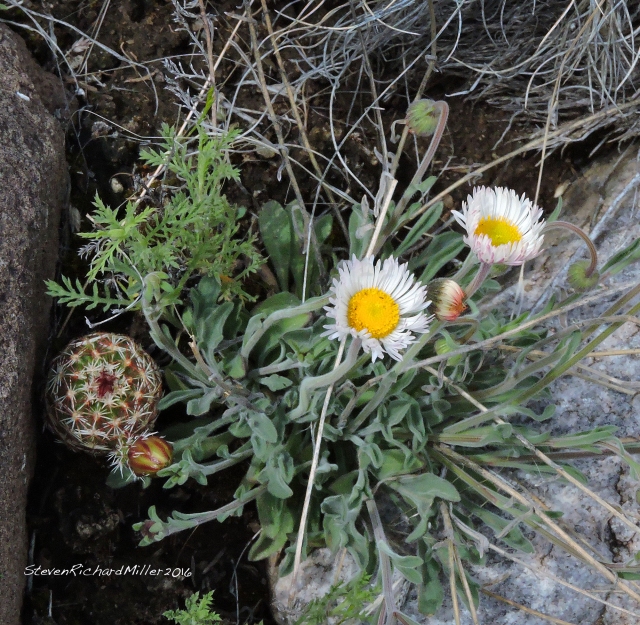 Fleabane and Green Hedgehog, close to blooming