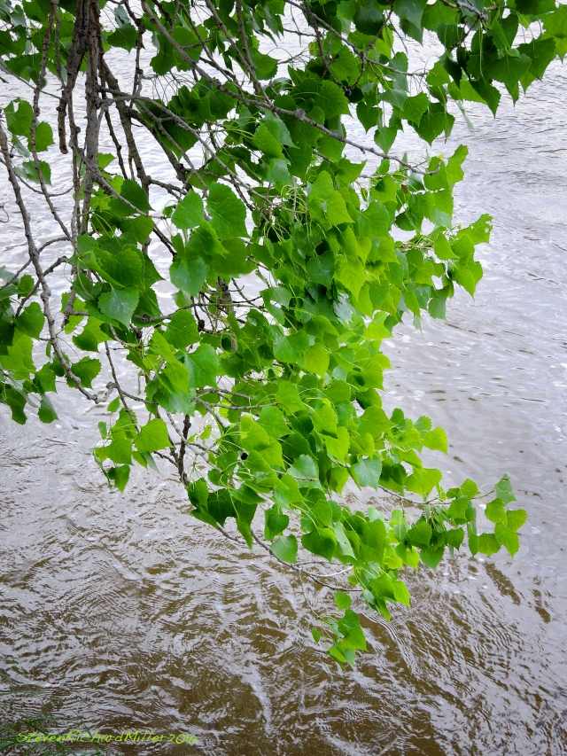 Cottonwood limb hangs over the river