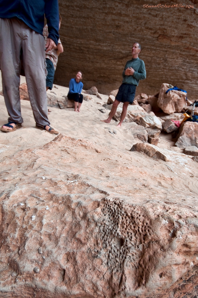 Fossil sponge in a boulder at Redwall Cavern