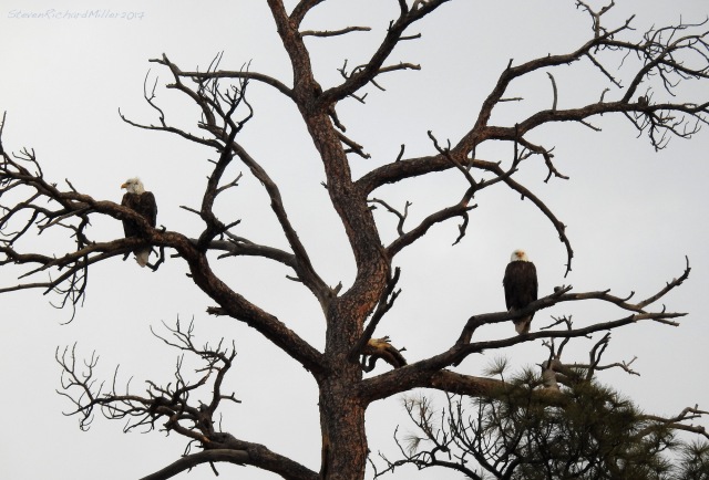 Bald eagle pair in ponderosa pine, Orilla Verde, 1-26-17