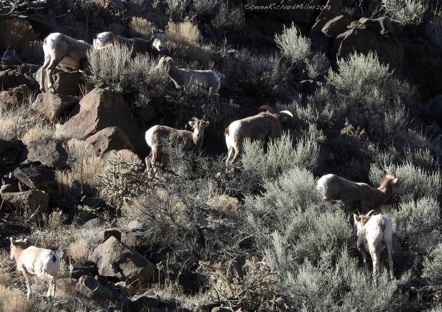 Bighorn herd on the east side of the gorge