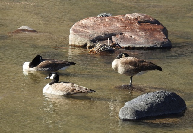 Canada geese, Orilla Verde Recreation Area