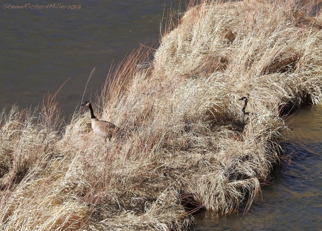 Canada goose pair taking up residence on  an island in the Rio Grande