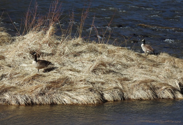 Canada goose pair taking up residence on  an island in the Rio Grande