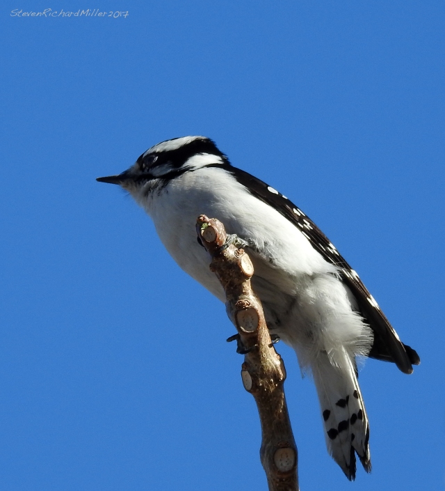 Downy woodpecker, Embudo